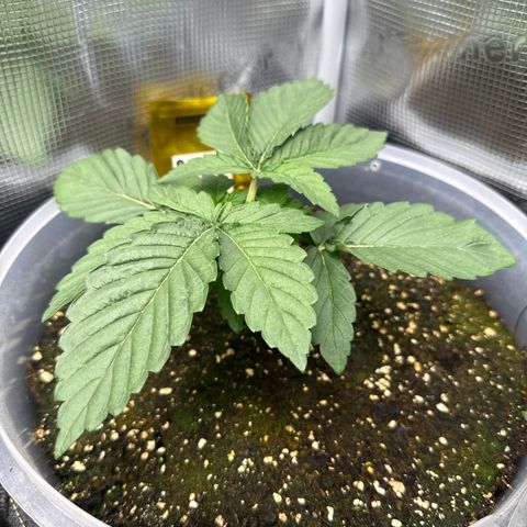 Rainbow Melon growlog timeline photo
