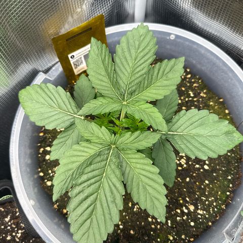 Rainbow Melon growlog timeline photo