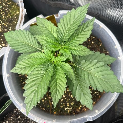 Gorilla Melon growlog timeline photo
