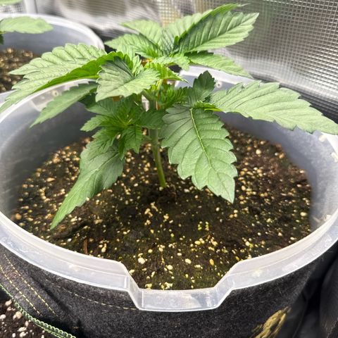 Gorilla Melon growlog timeline photo