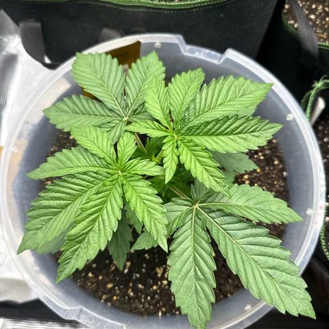 Lemonpaya growlog timeline photo