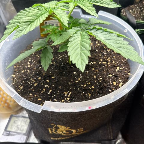 Lemonpaya growlog timeline photo