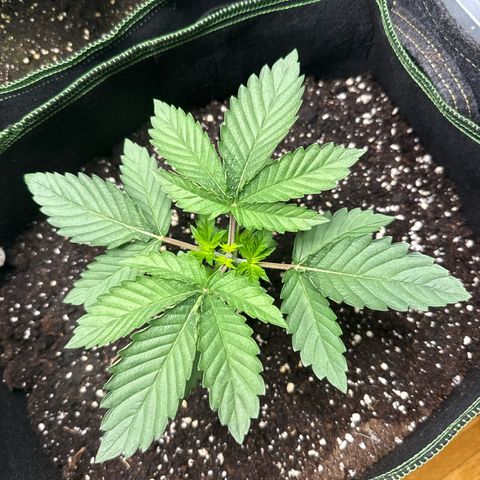 Gorilla Melon growlog timeline photo