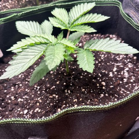 Gorilla Melon growlog timeline photo