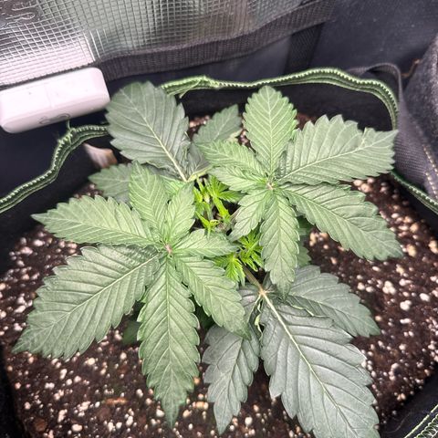 Fat Banana growlog timeline photo