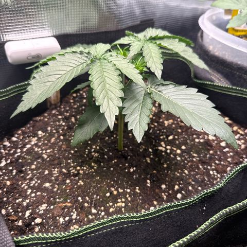 Fat Banana growlog timeline photo