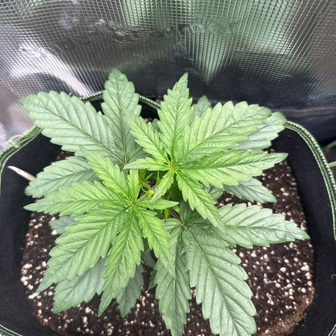 Special Kush #1 growlog timeline photo