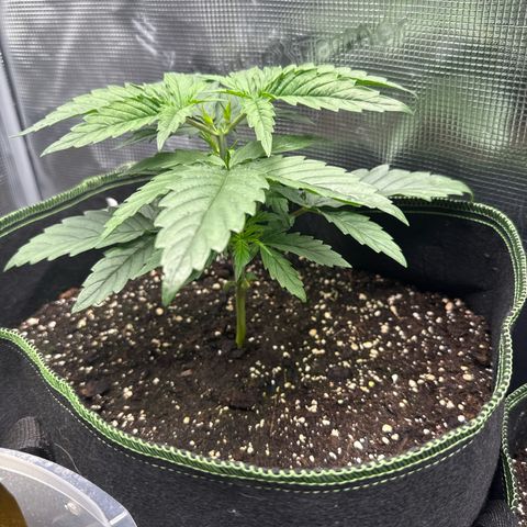 Special Kush #1 growlog timeline photo