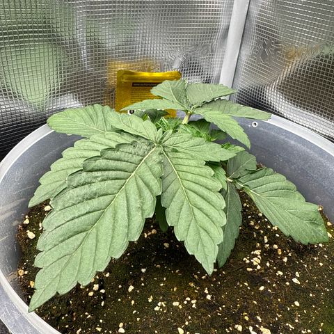 Rainbow Melon growlog timeline photo