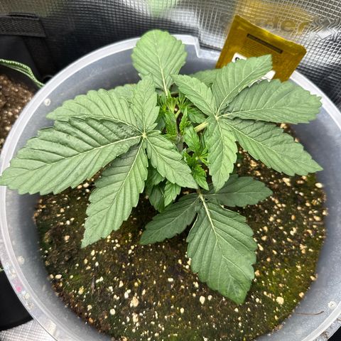 Rainbow Melon growlog timeline photo