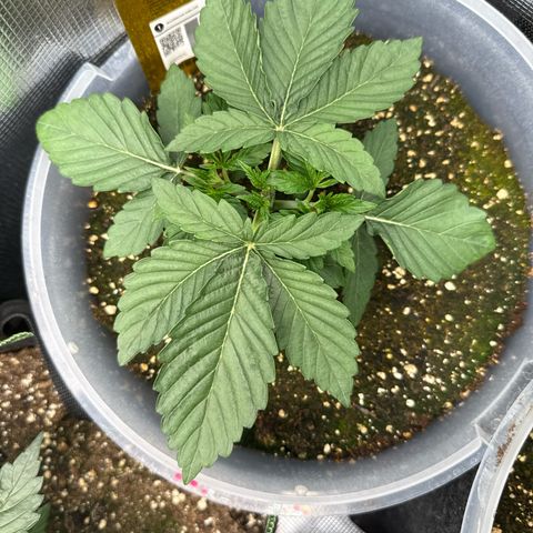 Rainbow Melon growlog timeline photo