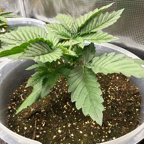 Gorilla Melon growlog timeline photo