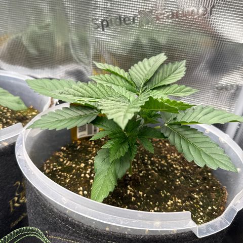 Gorilla Melon growlog timeline photo