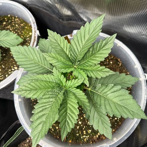 Gorilla Melon growlog timeline photo