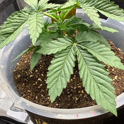 Lemonpaya growlog timeline photo