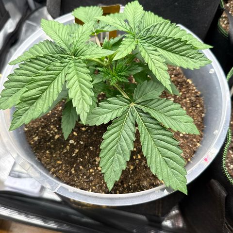 Lemonpaya growlog timeline photo