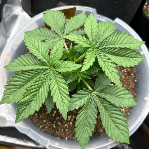 Lemonpaya growlog timeline photo