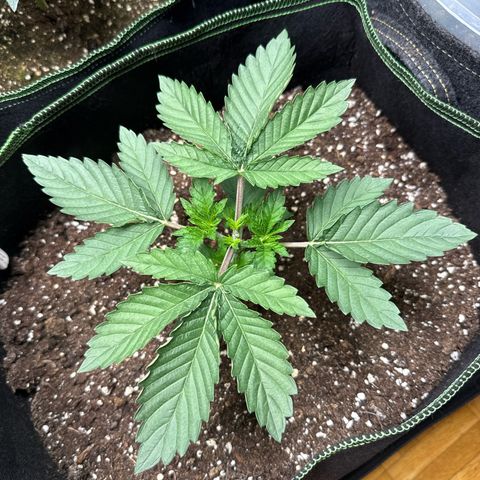 Gorilla Melon growlog timeline photo