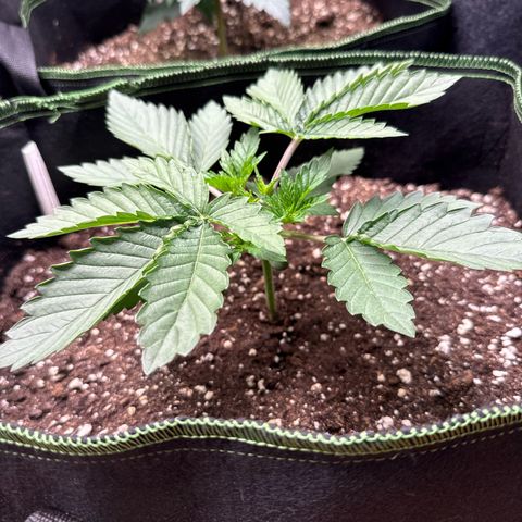 Gorilla Melon growlog timeline photo