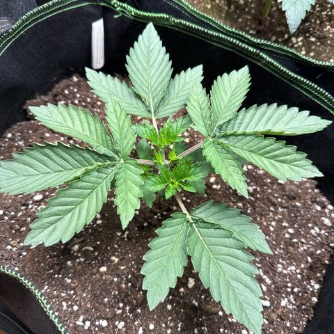 Gorilla Melon growlog timeline photo