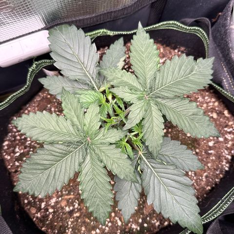 Fat Banana growlog timeline photo