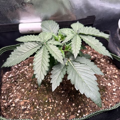 Fat Banana growlog timeline photo