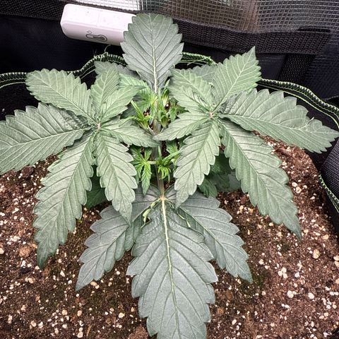 Fat Banana growlog timeline photo