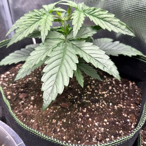 Special Kush #1 growlog timeline photo