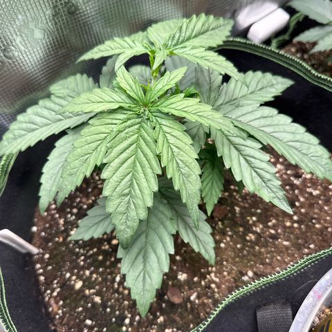 Special Kush #1 growlog timeline photo