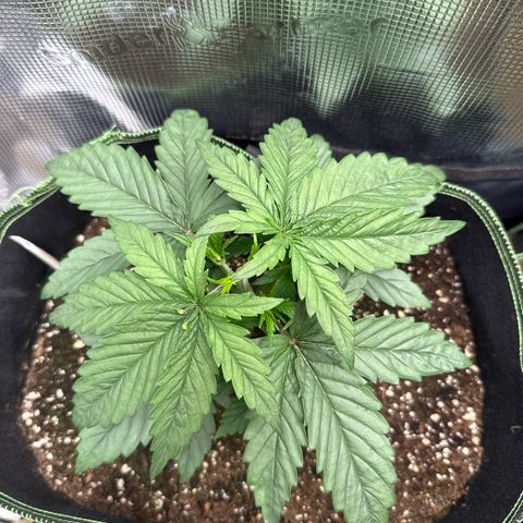 Special Kush #1 growlog timeline photo