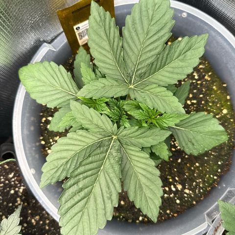 Rainbow Melon growlog timeline photo