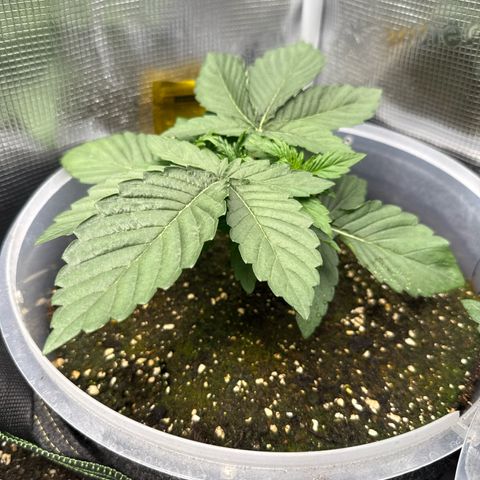 Rainbow Melon growlog timeline photo