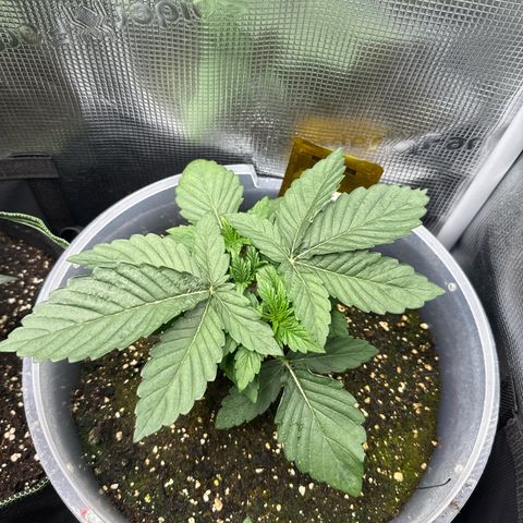 Rainbow Melon growlog timeline photo