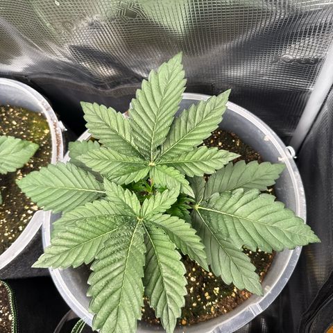Gorilla Melon growlog timeline photo