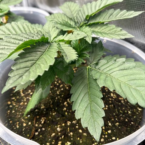Gorilla Melon growlog timeline photo