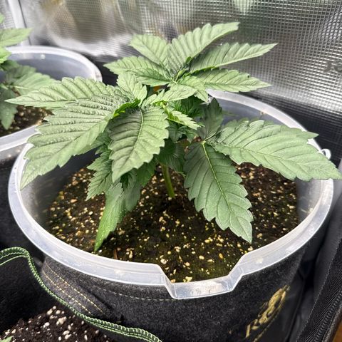 Gorilla Melon growlog timeline photo