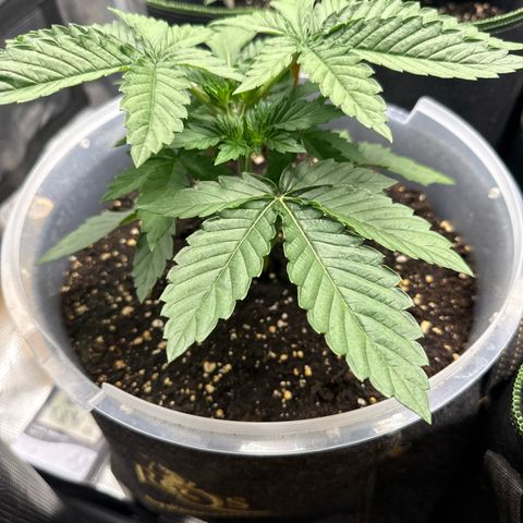 Lemonpaya growlog timeline photo