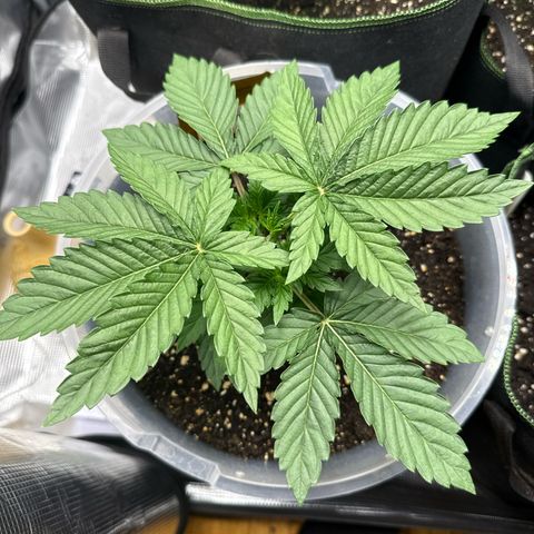 Lemonpaya growlog timeline photo