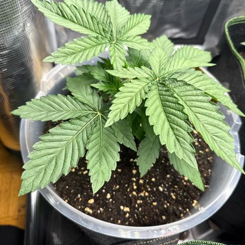 Lemonpaya growlog timeline photo