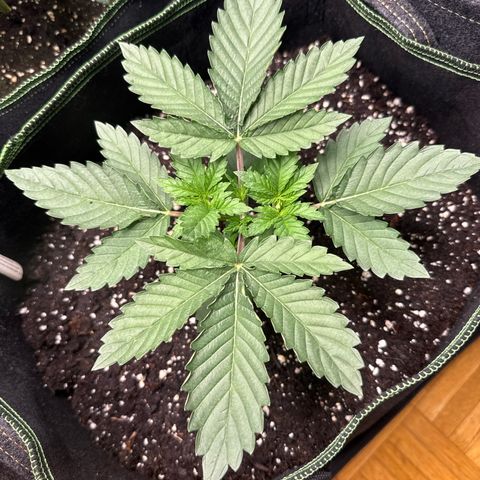 Gorilla Melon growlog timeline photo