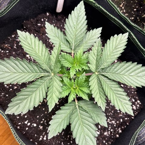 Gorilla Melon growlog timeline photo