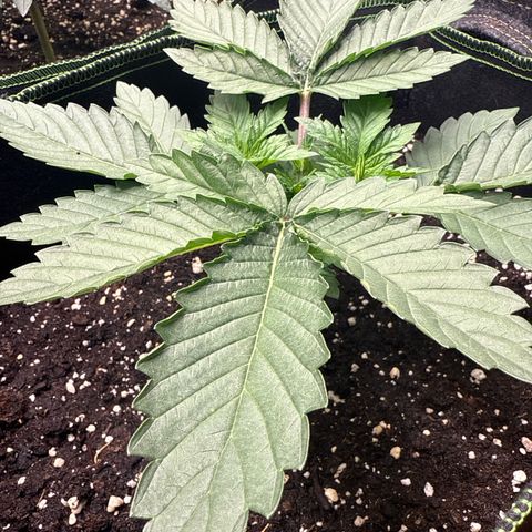 Gorilla Melon growlog timeline photo