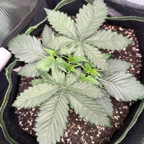 Fat Banana growlog timeline photo