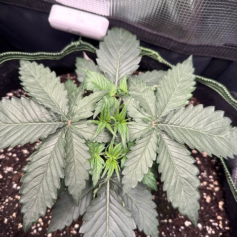 Fat Banana growlog timeline photo