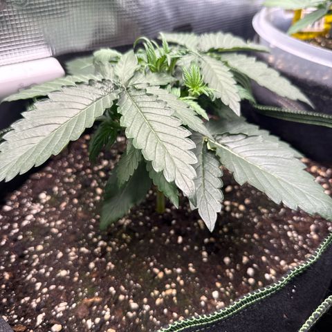 Fat Banana growlog timeline photo