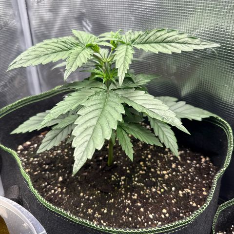 Special Kush #1 growlog timeline photo