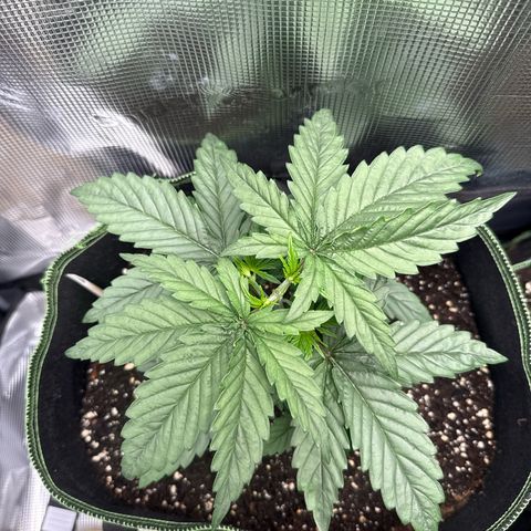 Special Kush #1 growlog timeline photo