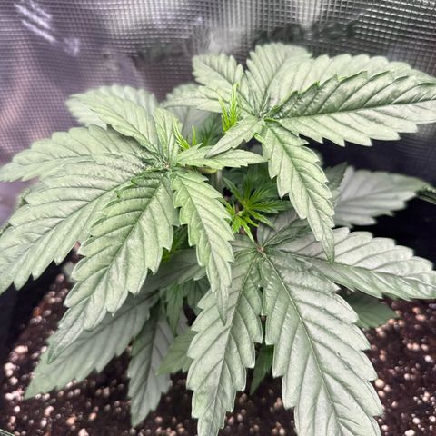 Special Kush #1 growlog timeline photo