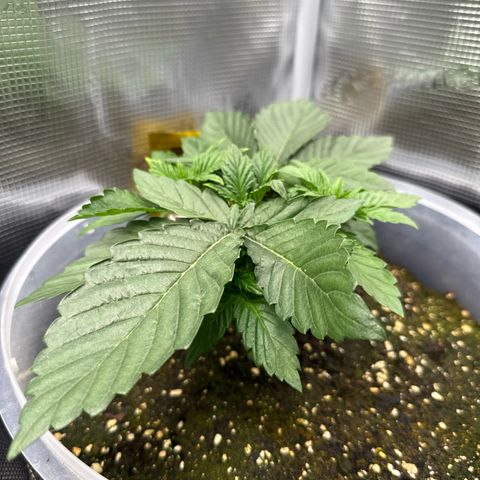 Rainbow Melon growlog timeline photo