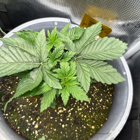 Rainbow Melon growlog timeline photo